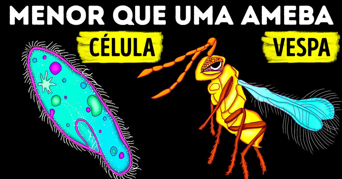 Fatos novos que eu pesquisei hoje sobre os animais Fatos novos que eu pesquisei hoje sobre os animais