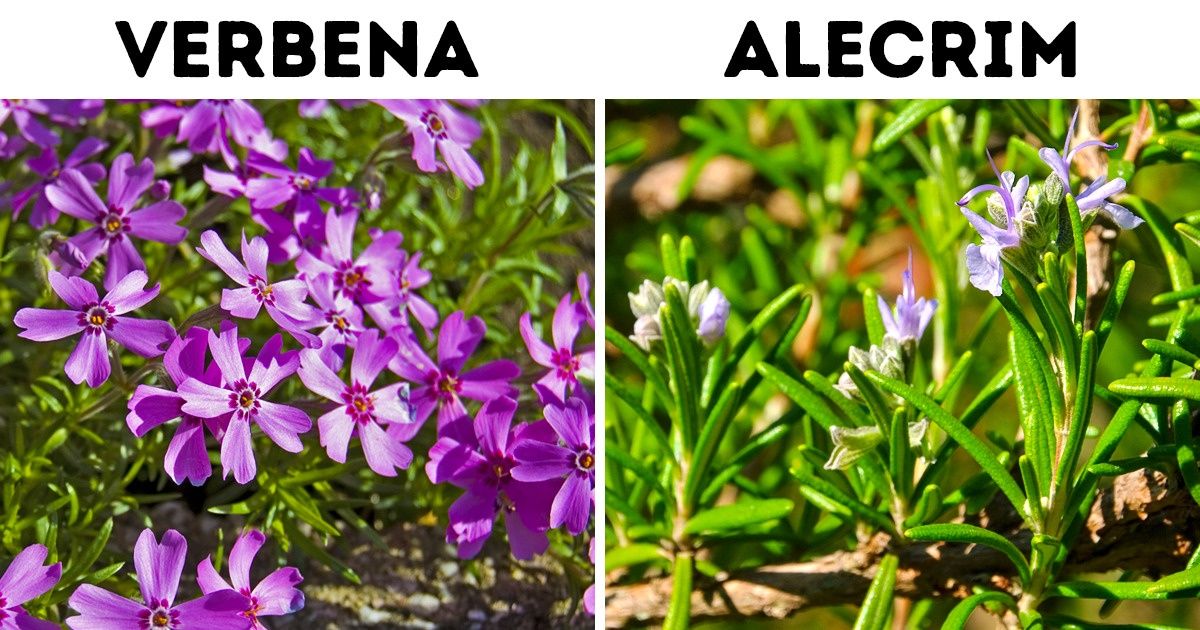 9 Plantas importantes para o futuro por causa de sua resistência às mudanças climáticas (pode ser que você tenha algumas em sua casa) 9 Plantas importantes para o futuro por causa de sua resistência às mudanças climáticas (pode ser que você tenha algumas em sua casa)