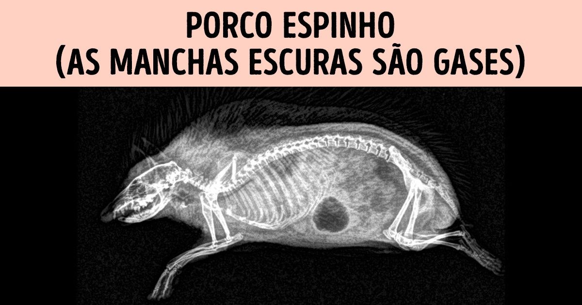 13 Imagens super curiosas de animais vistas por meio de raio X