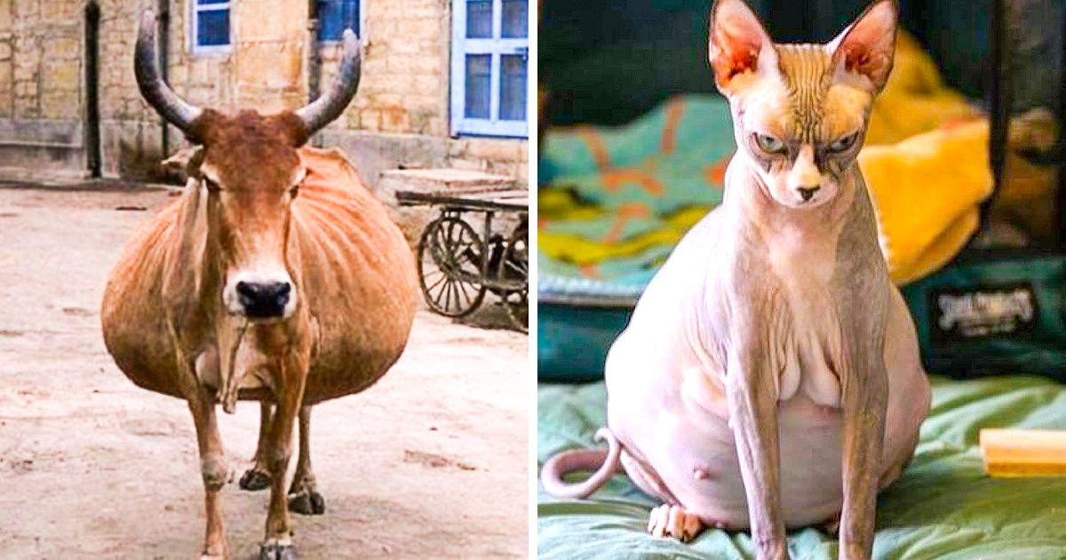A gravidez no reino animal pode ser muito divertida