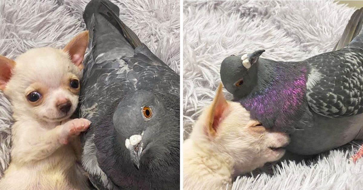 Um pombo que não consegue voar conheceu um cãozinho que não anda (e os 2 se tornaram melhores amigos) Um pombo que não consegue voar conheceu um cãozinho que não anda (e os 2 se tornaram melhores amigos)