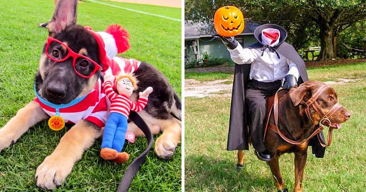 15 Ideias de fantasias de Halloween para seu bicho de estimação 15 Ideias de fantasias de Halloween para seu bicho de estimação