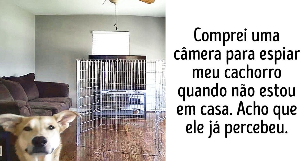 20+ fotos de criaturas adoráveis e divertidas também conhecidas como cachorros