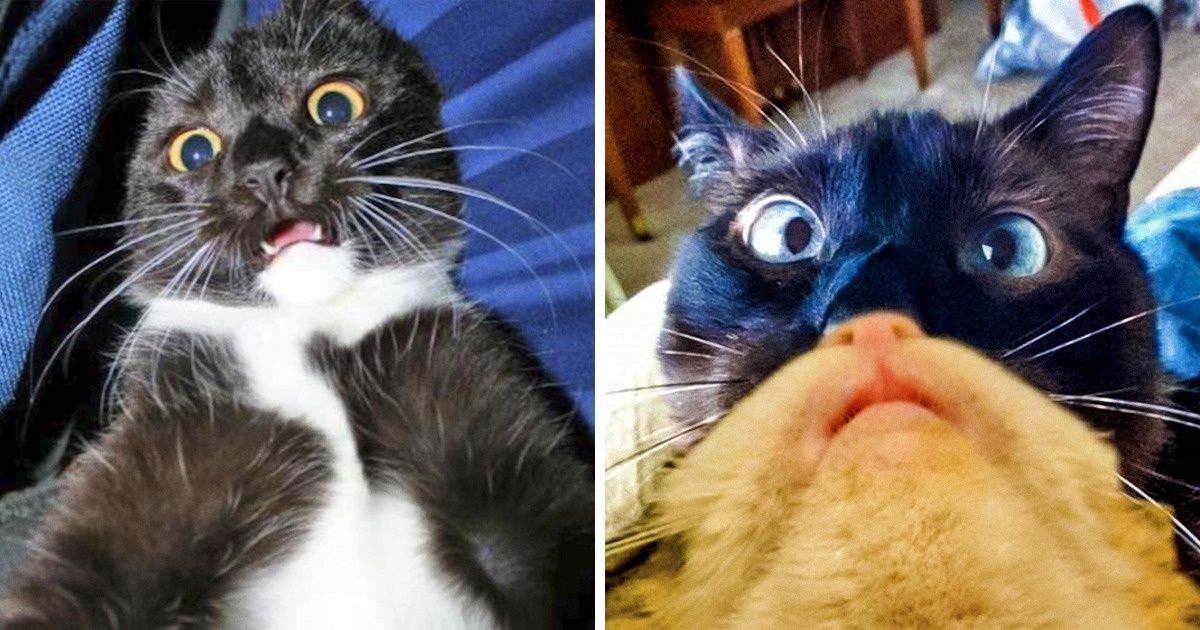 20+ Selfies felinas pra comemorar o Dia Internacional do Gato 20+ Selfies felinas pra comemorar o Dia Internacional do Gato