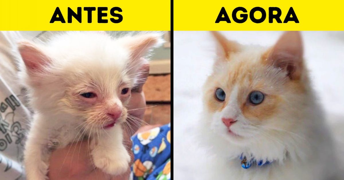 20 Imagens que mostram o antes e o depois de gatos que foram resgatados 20 Imagens que mostram o antes e o depois de gatos que foram resgatados