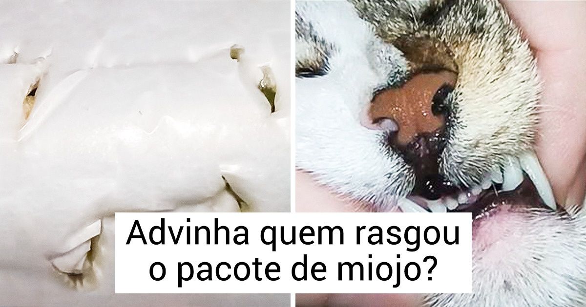 20+ Animais cujos donos cometeram um grande erro: deixá-los sozinhos em casa 20+ Animais cujos donos cometeram um grande erro: deixá-los sozinhos em casa