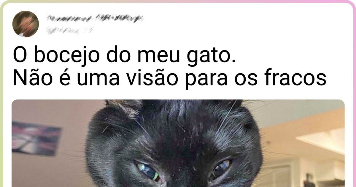 21 Internautas compartilharam fotos de alguns dos comportamentos esquisitos de seus gatos