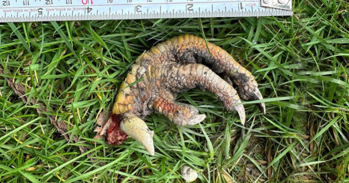 Mulher afirma ter encontrado uma “garra de dinossauro” e confunde especialistas Mulher afirma ter encontrado uma “garra de dinossauro” e confunde especialistas