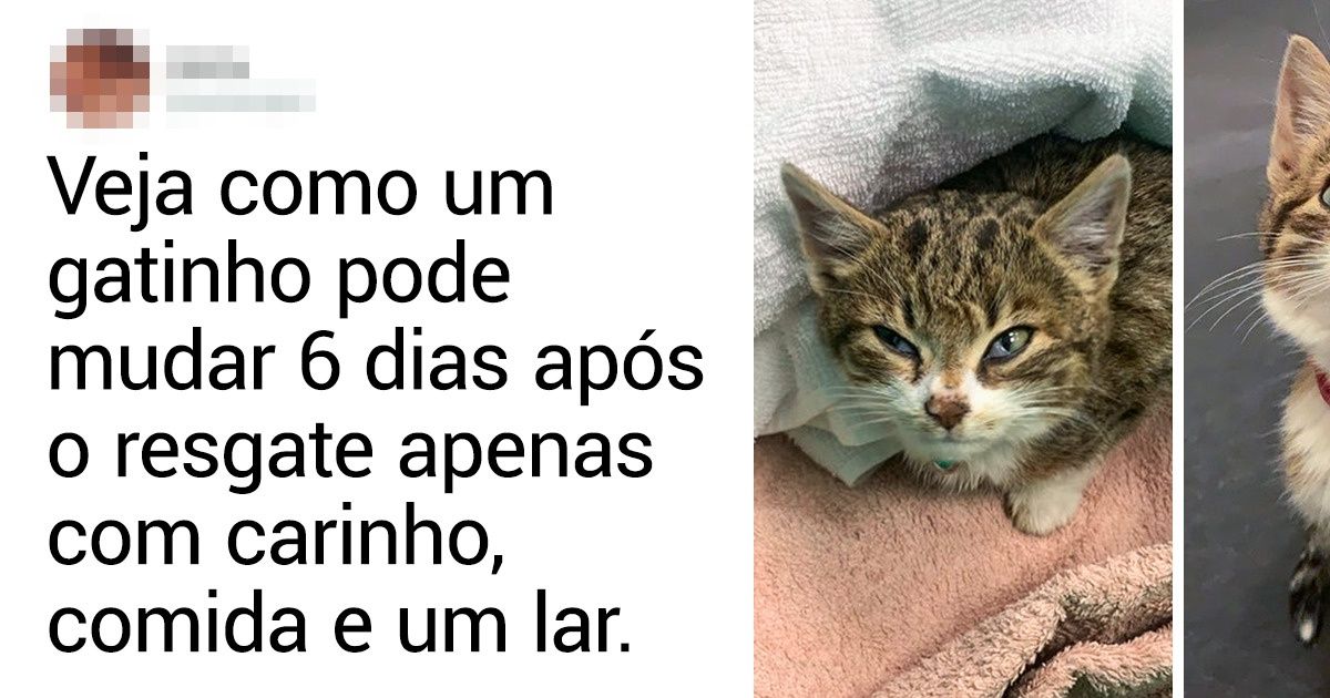 25 Animais abandonados que se transformaram depois de receber muito amor e carinho 25 Animais abandonados que se transformaram depois de receber muito amor e carinho