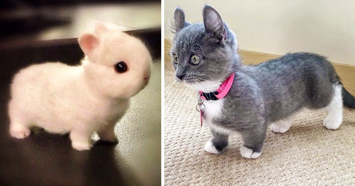 21 Animais tão fofos que vão derreter o seu coração imediatamente