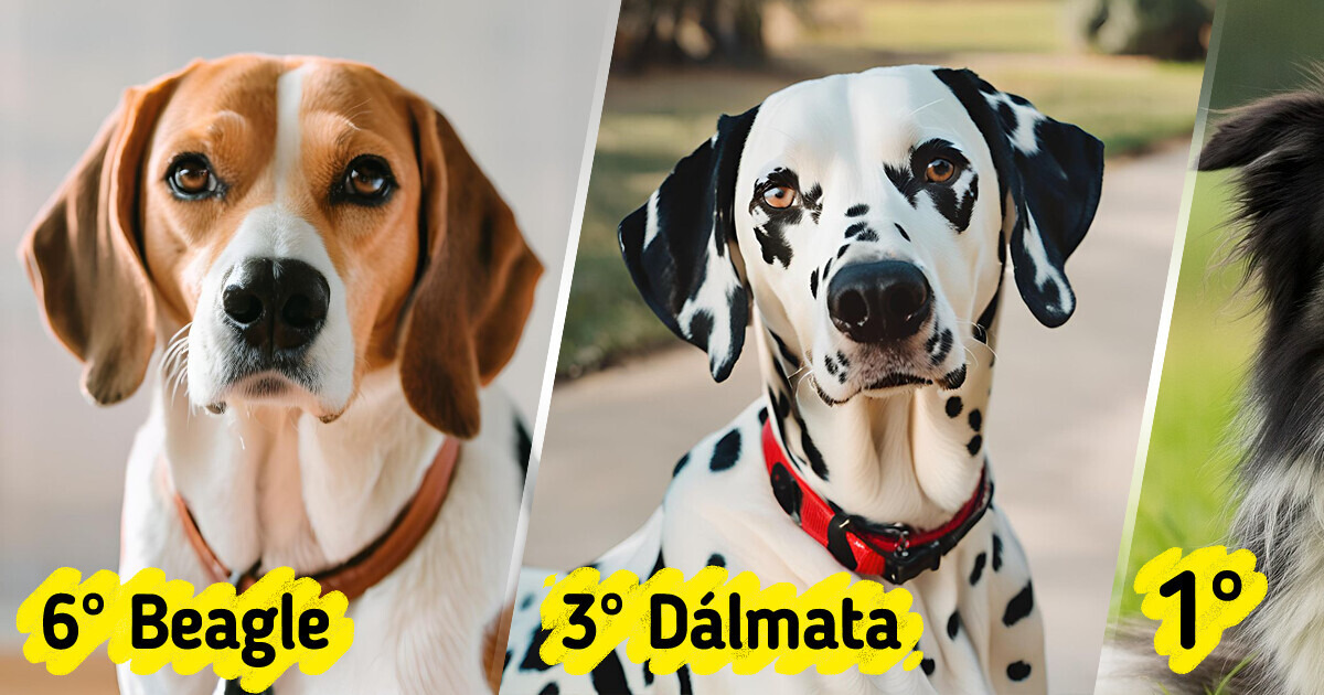8 Raças de cachorros que são adoráveis, mas exigem donos experientes 8 Raças de cachorros que são adoráveis, mas exigem donos experientes