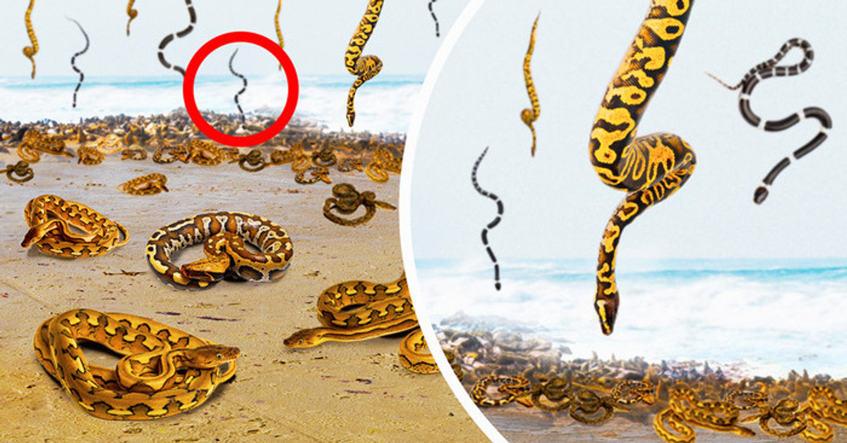 Lugares misteriosos onde chovem cobras, aranhas e bolas gelatinosas sobrenaturais