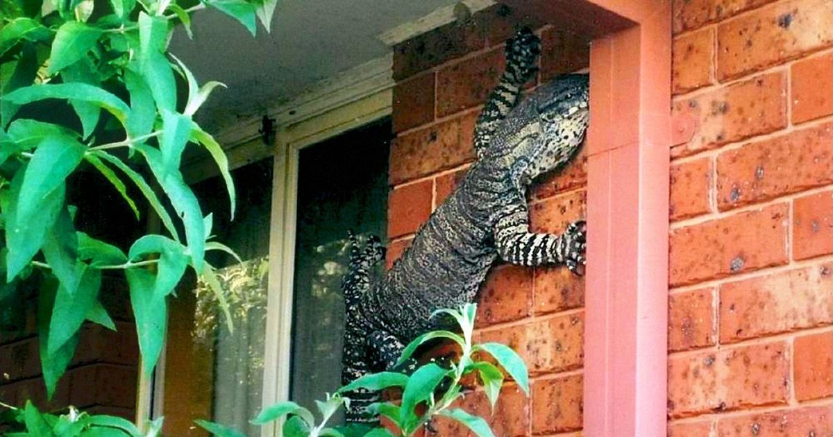 24 Fotos que mostram como a Austrália é um país diferente