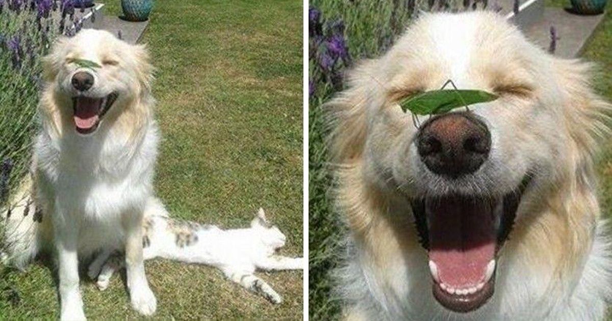 19 Imagens para demonstrar que cachorros são feitos do mais puro amor 19 Imagens para demonstrar que cachorros são feitos do mais puro amor