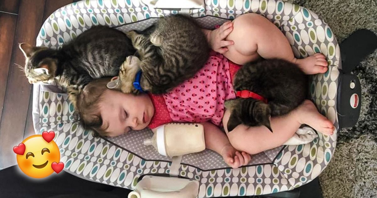 20+ Fotos de animais de estimação pegos no sono — alguns donos também adormeceram