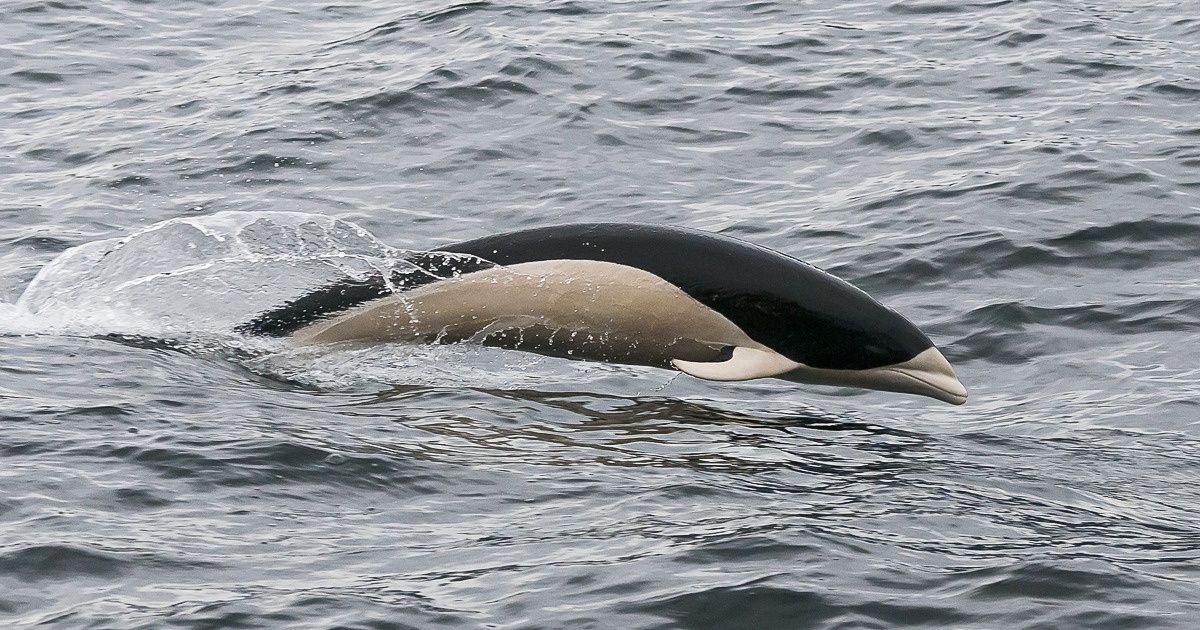 Imagem de golfinho sem nadadeira dorsal no estreito de Magalhães viraliza, e descobrimos mais a respeito Imagem de golfinho sem nadadeira dorsal no estreito de Magalhães viraliza, e descobrimos mais a respeito