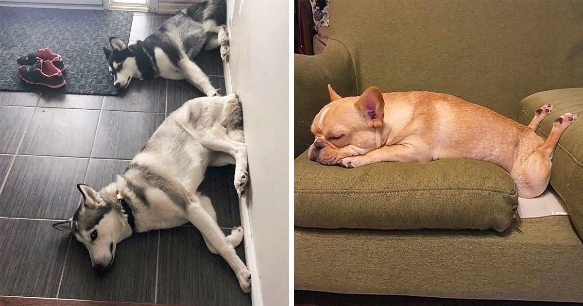 21 Pessoas compartilharam as incríveis loucuras de seus cães