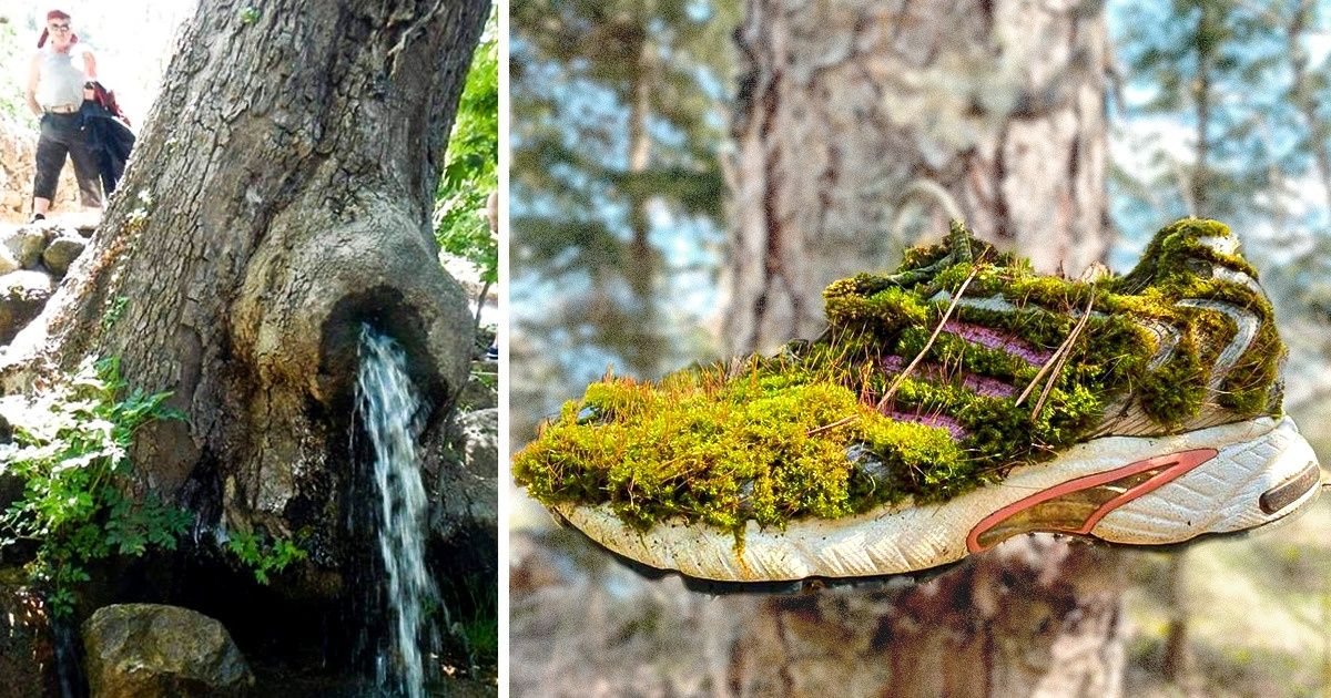 15 Vezes em que a natureza decidiu jogar pelas suas próprias regras