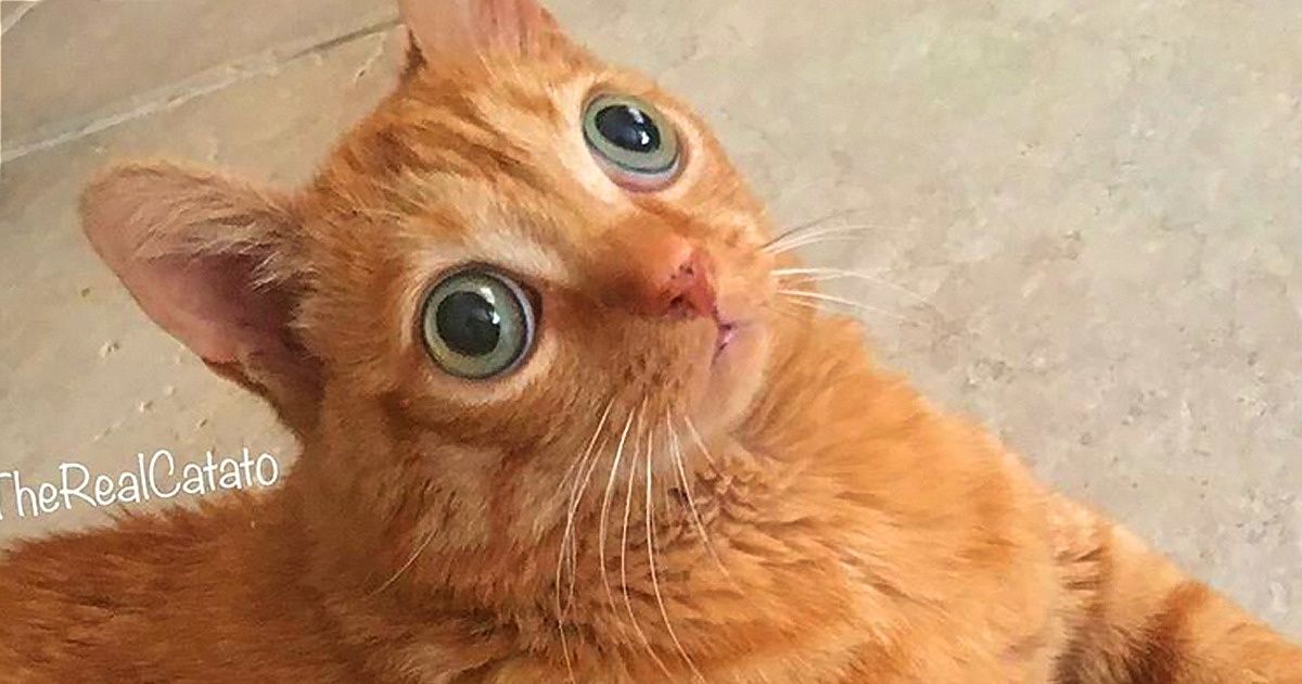 14 Fotos de Potato, um felino peculiar com enormes olhos verdes e que cativou os internautas 14 Fotos de Potato, um felino peculiar com enormes olhos verdes e que cativou os internautas