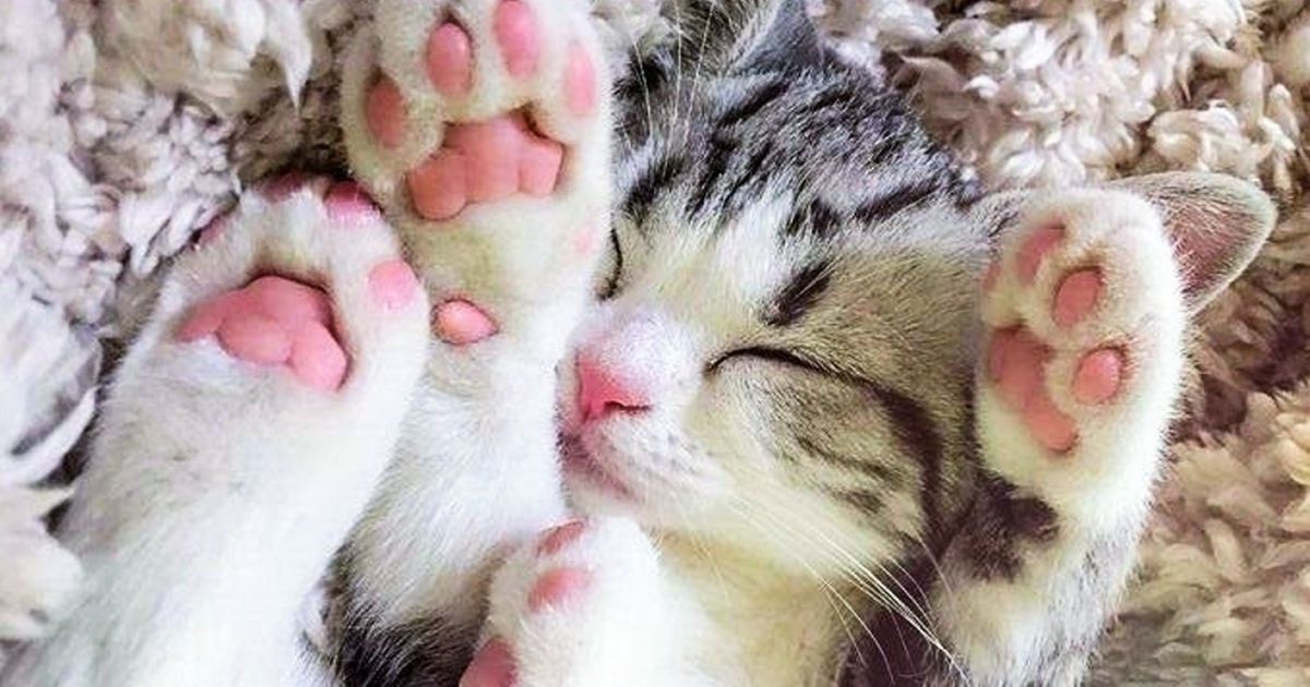 20 Animais adoráveis e encantadores