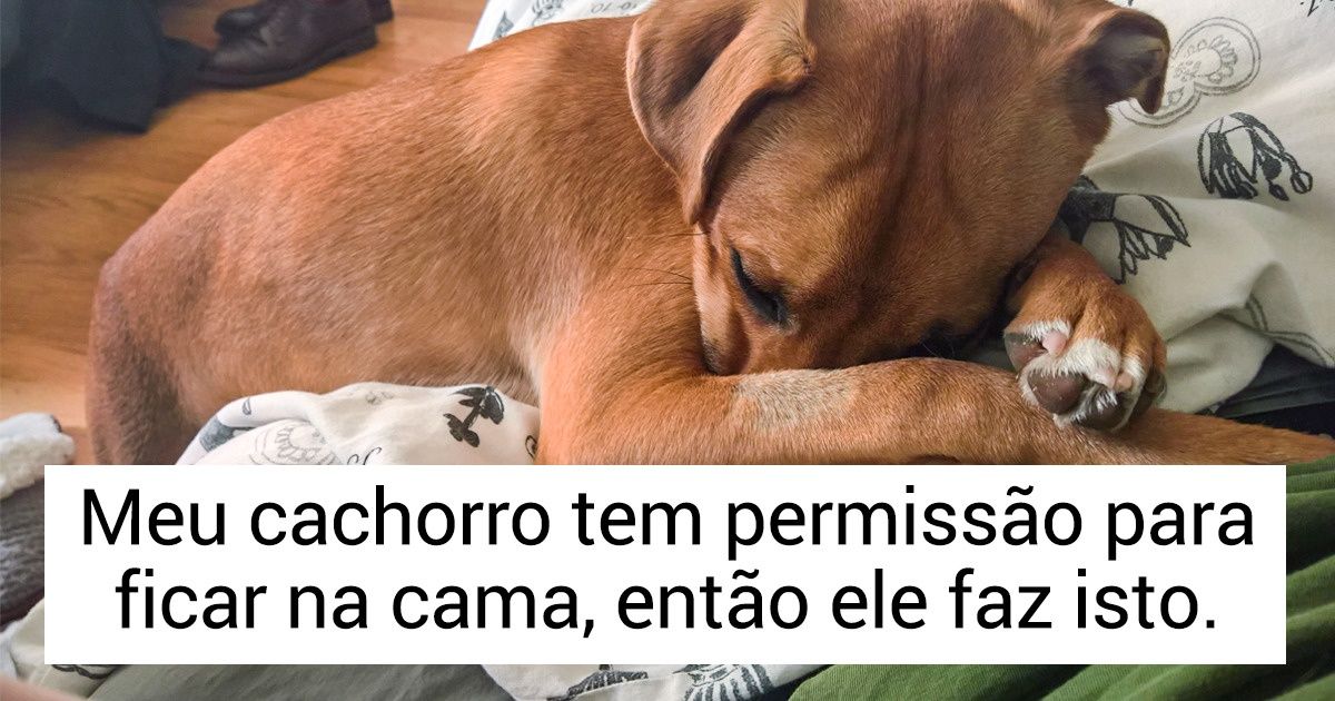 18 Visões engraçadas com as quais as pessoas se depararam ao acordar, graças a seus peculiares pets