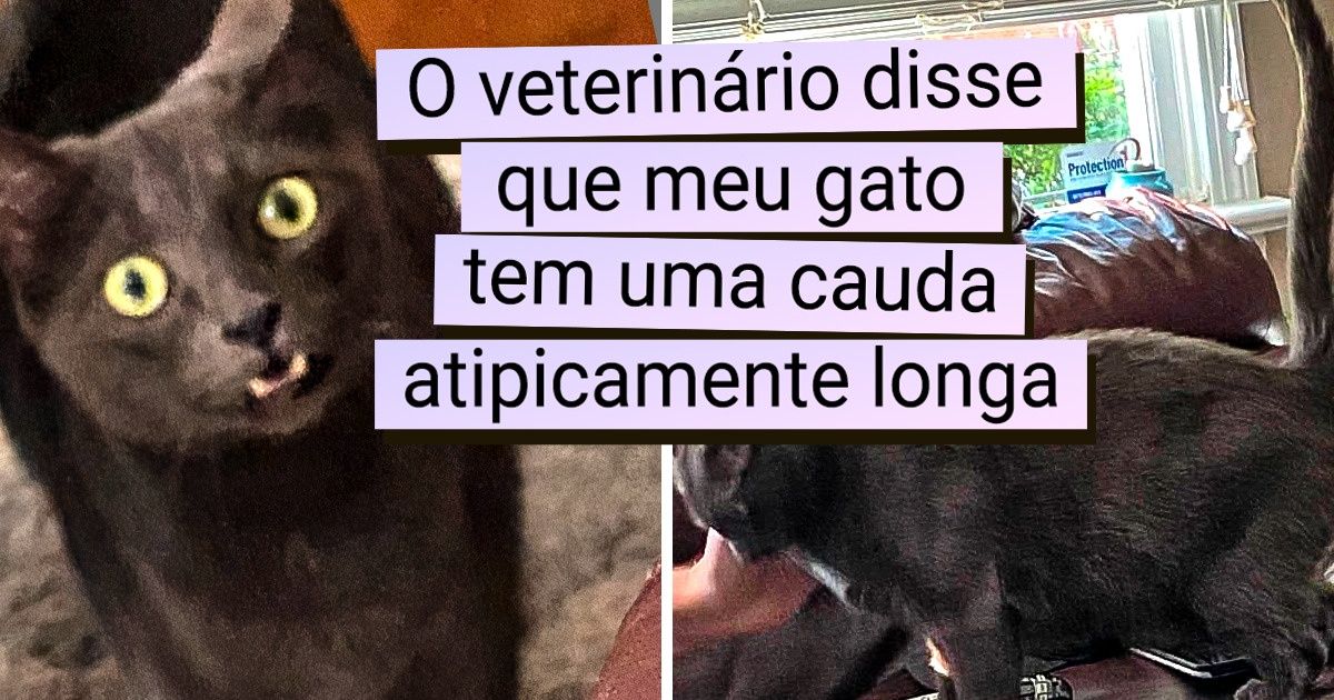 20+ Gatos premiados pela mãe natureza com características únicas 20+ Gatos premiados pela mãe natureza com características únicas