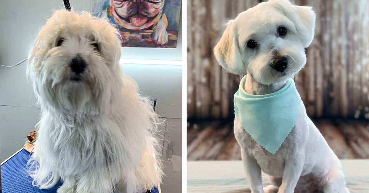 21 Cachorrinhos que ficaram quase irreconhecíveis para os seus donos após uma boa e merecida tosa 21 Cachorrinhos que ficaram quase irreconhecíveis para os seus donos após uma boa e merecida tosa