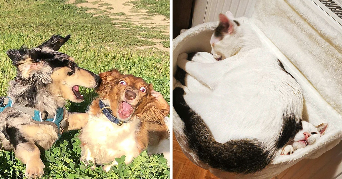20+ Fotos dos pets que foram flagrados em situações de traquinagem