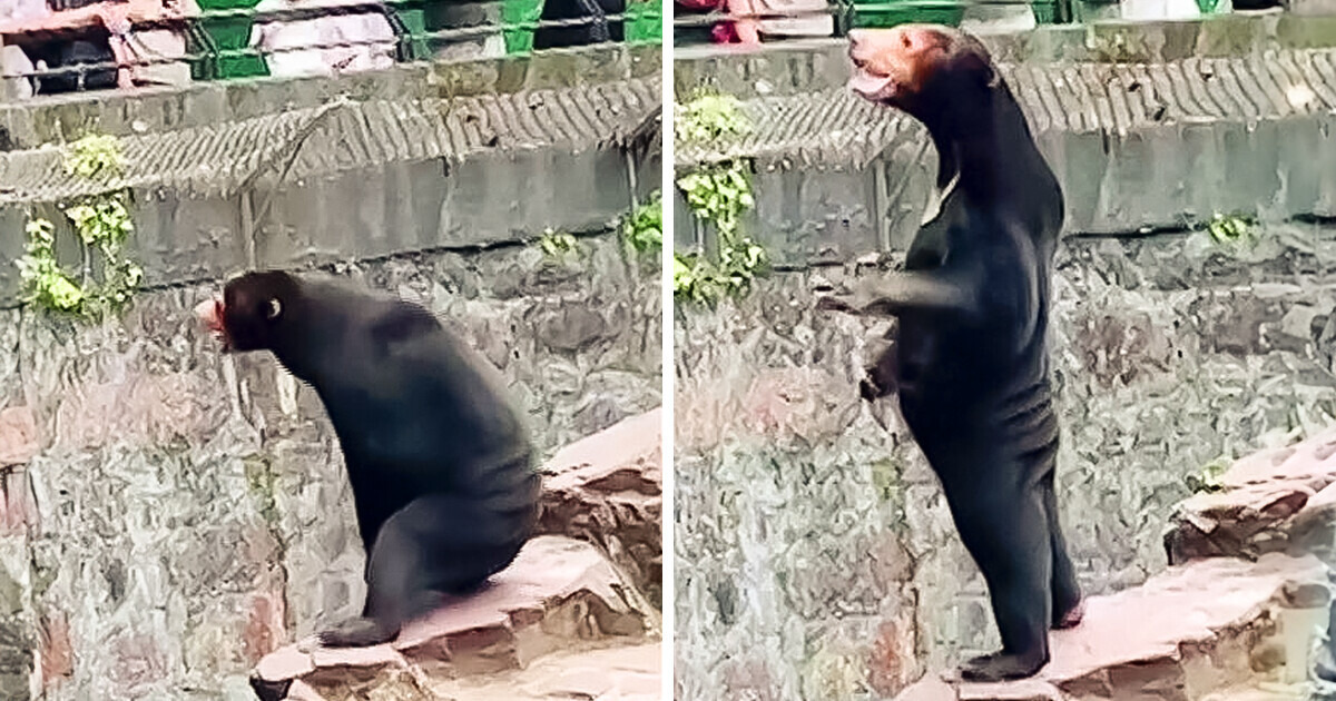 Urso com postura humana intriga visitantes e zoológico explica mistério Urso com postura humana intriga visitantes e zoológico explica mistério