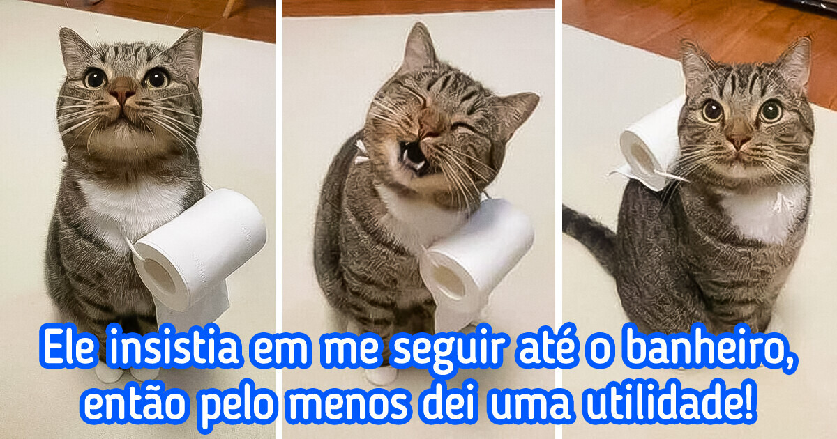 21 Fotos divertidas de gatinhos para deixar o seu dia mais leve