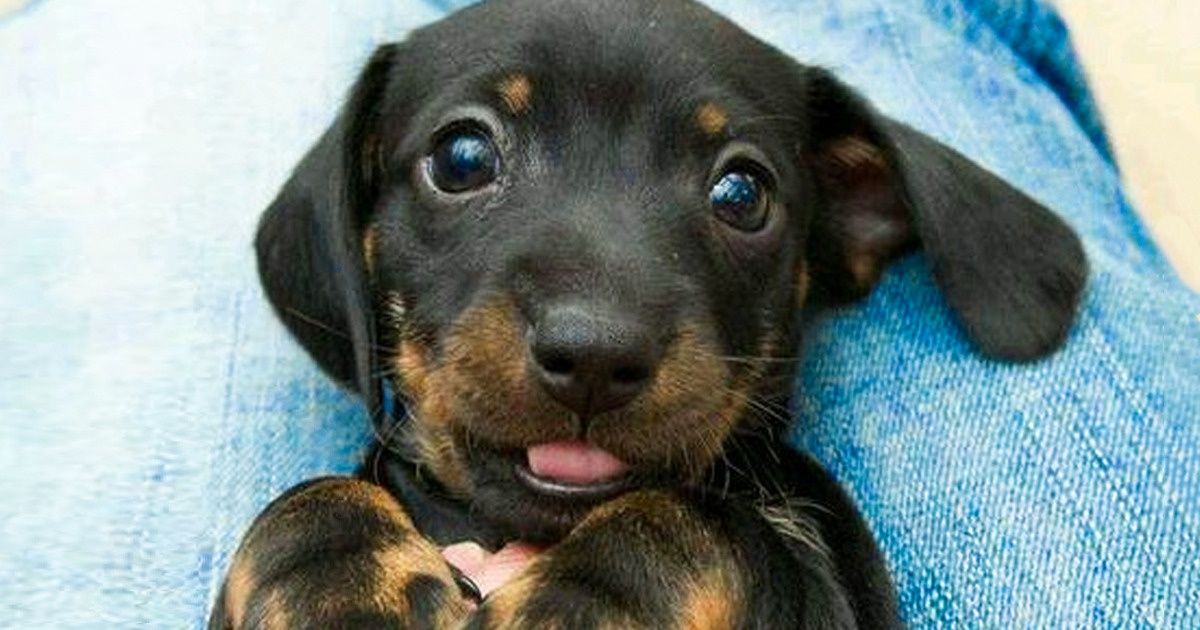 Estudo revela que cachorros fazem carinhas fofas para parecerem mais adoráveis e conseguirem o que querem