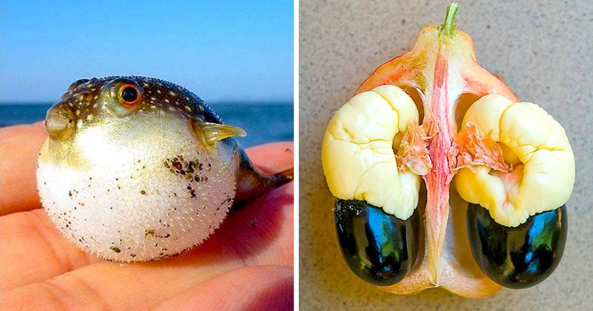 Os alimentos mais perigosos do mundo Os alimentos mais perigosos do mundo