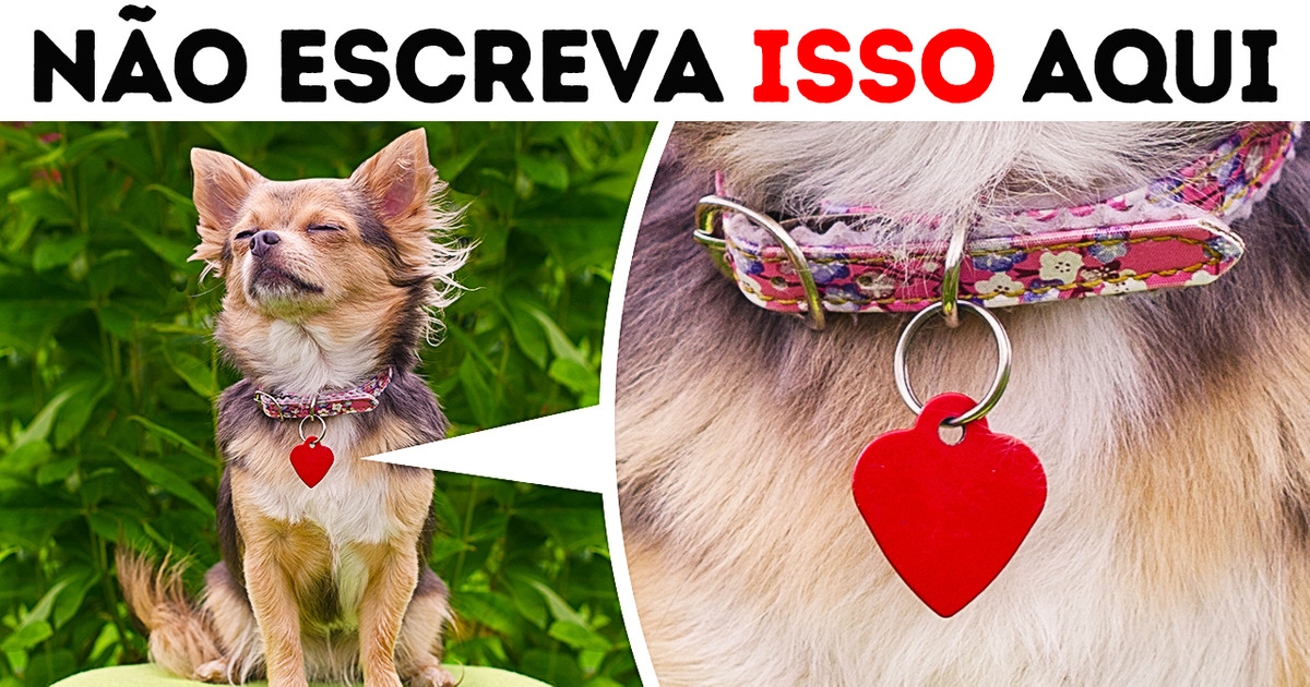 Nunca deixe ninguém tirar uma foto do seu cachorro