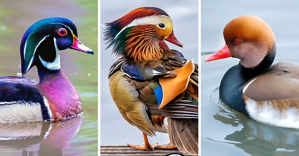 Os patos não têm motivo algum para invejar os pavões (temos fotos para provar isso)