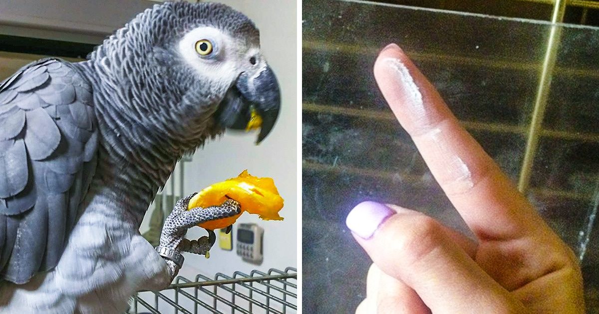 11 Pets fofos, mas que é melhor saber antes sobre seus cuidados 11 Pets fofos, mas que é melhor saber antes sobre seus cuidados