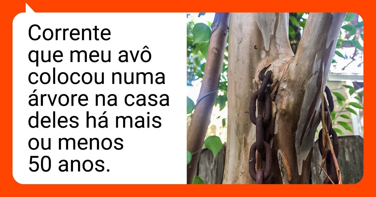 20+ Árvores que literalmente “abraçam” o que encontram pela frente