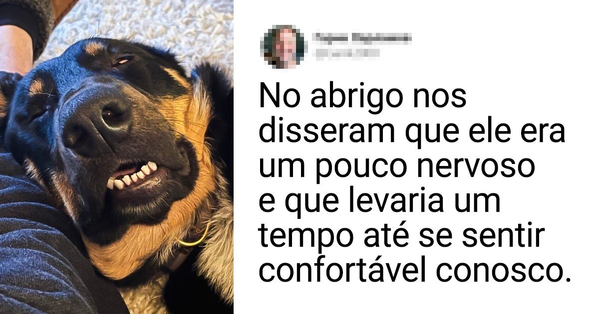 20 Pets adotados que nos fazem acreditar que seus novos donos foram a melhor coisa que lhes aconteceu