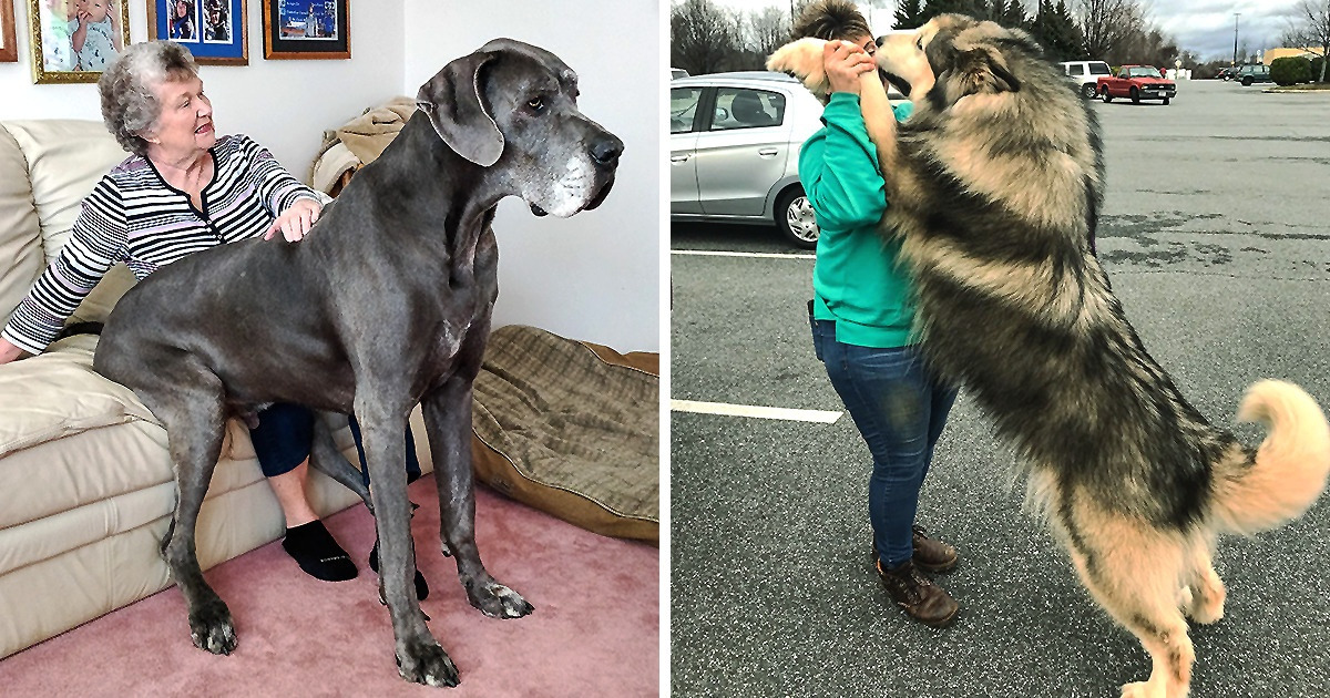 20 Cachorros que ainda pensam que são filhotinhos e nos proporcionam momentos memoráveis