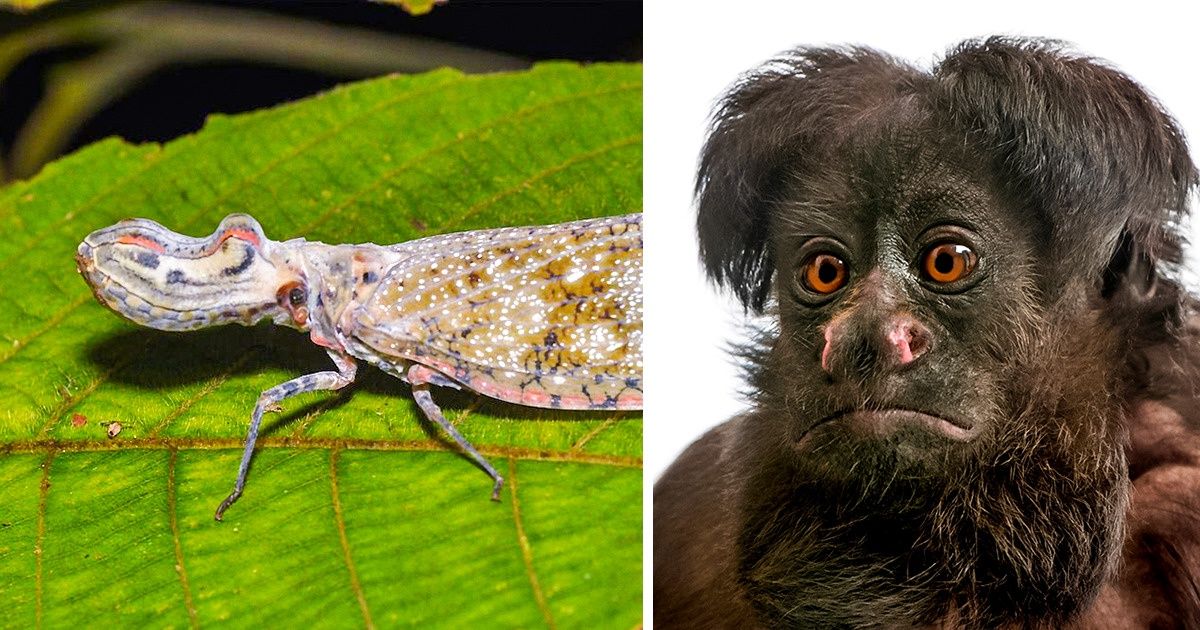15 Animais que podem ser encontrados apenas na América do Sul