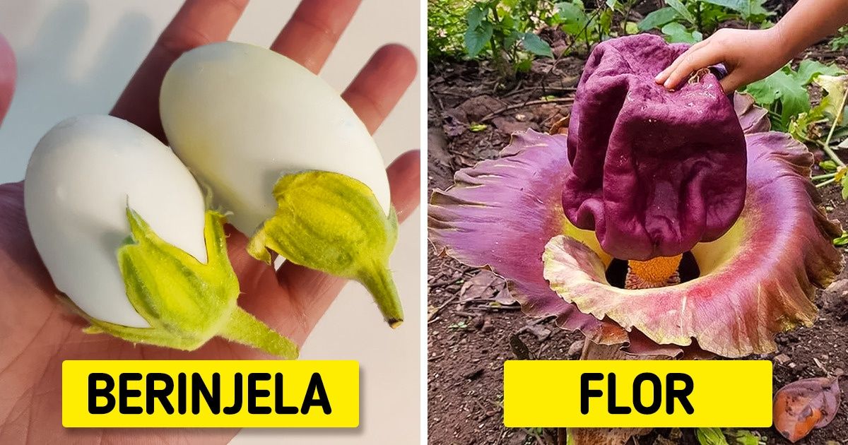 18 Fotos que provam como a natureza mantém certas coisas escondidas de nós, humanos