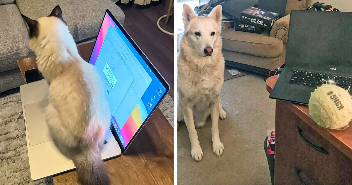 20+ Internautas apresentam motivos plausíveis para não conseguirem trabalhar de casa com seus pets