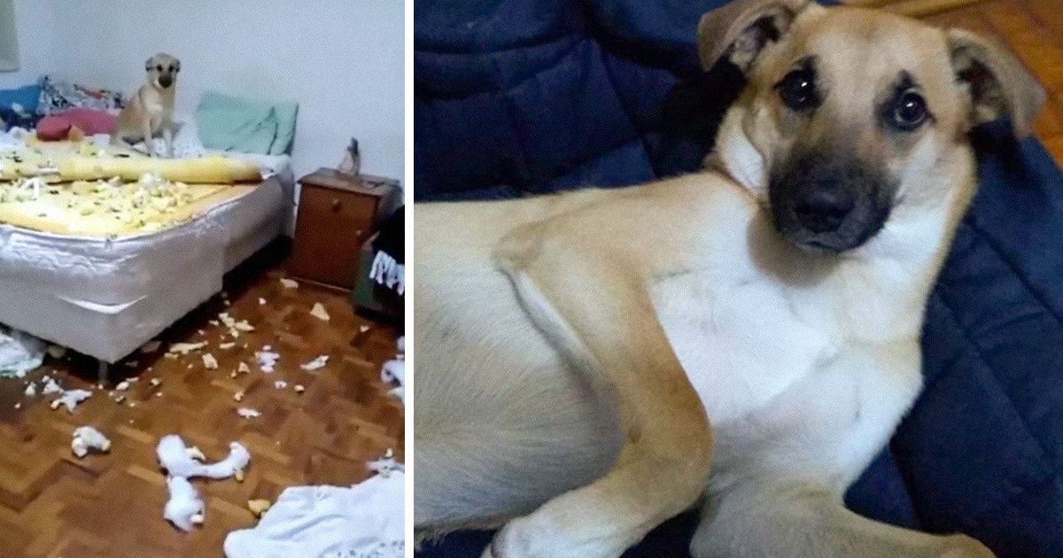 10 Dicas de como ajudar a educar seu pet e evitar estragos como o do famoso Chico