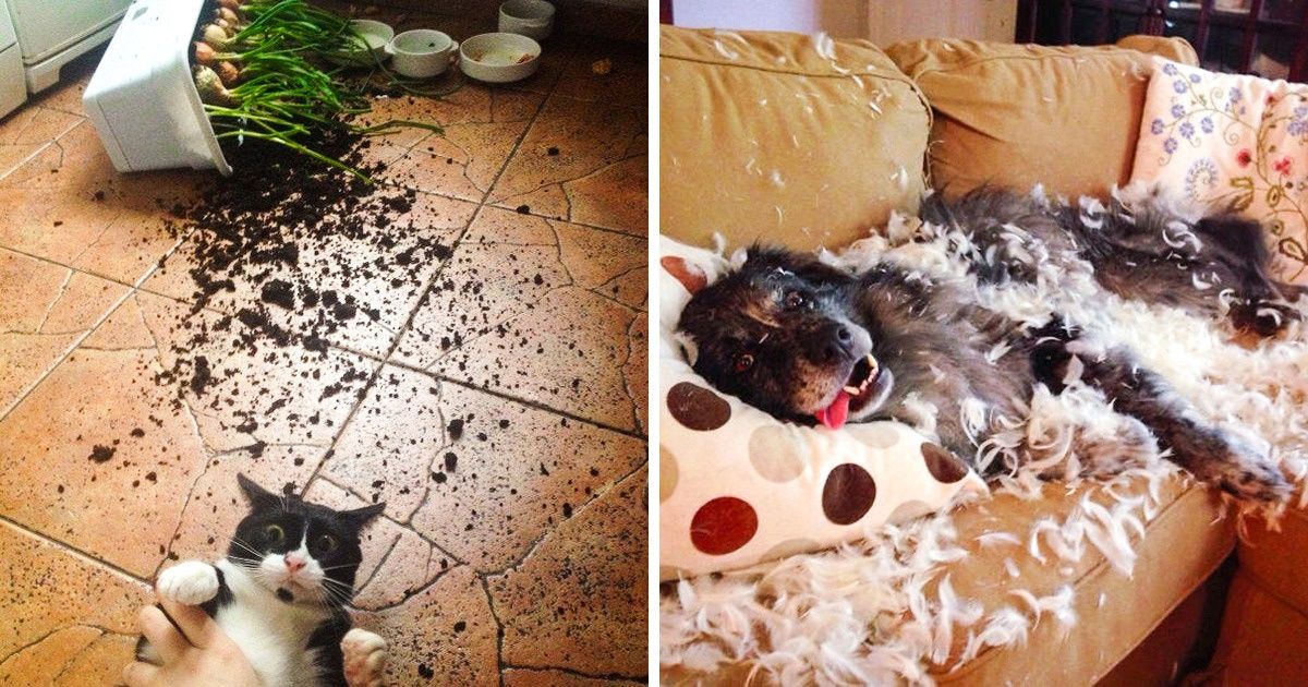 20 Animais tão “inocentes” que fingem não saber nada sobre os desastres que causaram 20 Animais tão “inocentes” que fingem não saber nada sobre os desastres que causaram