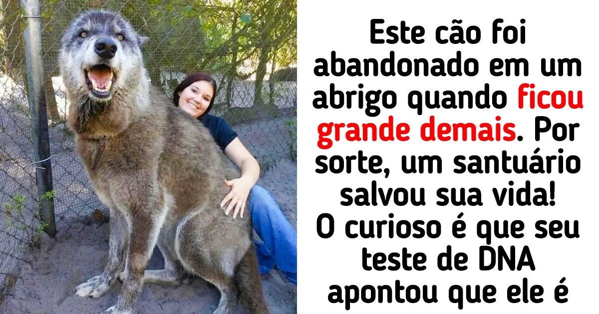20+ Cães que cresceram muito, mas não deixaram de ser os bebês de seus donos
