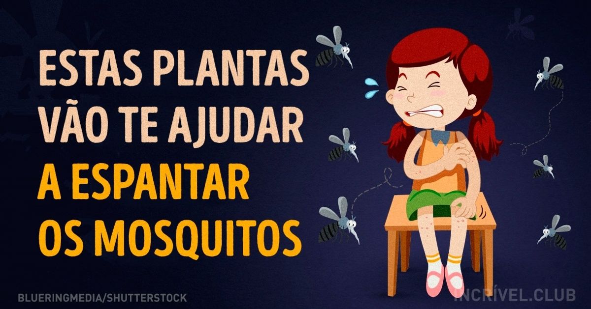 Algumas plantas que vã te ajudar a espantar os mosquitos