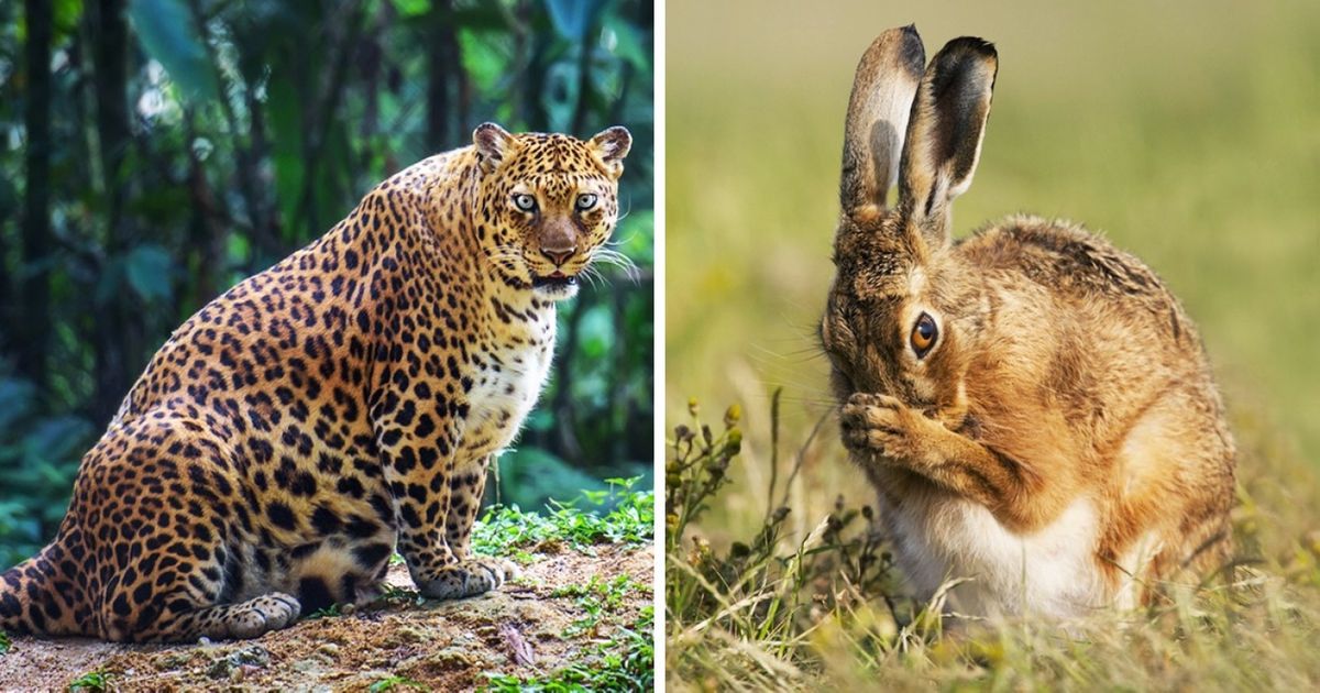 15 mamães do reino animal prestes a dar à luz