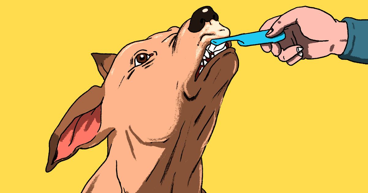 8 Coisas que um bom dono não seria capaz de fazer com seu cachorro 8 Coisas que um bom dono não seria capaz de fazer com seu cachorro