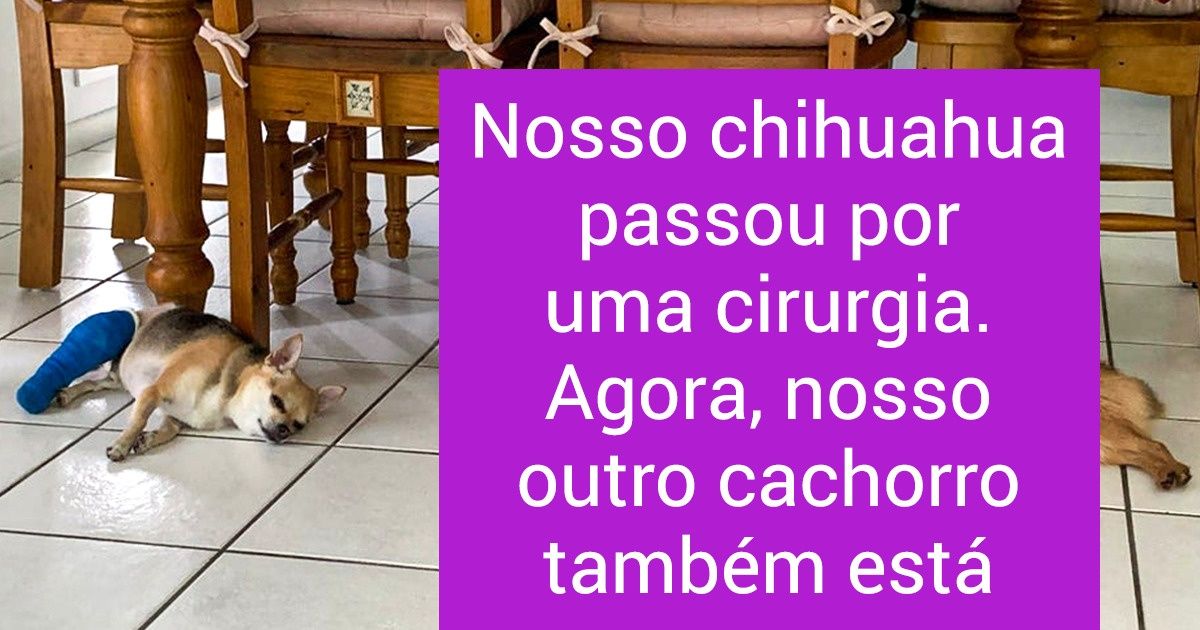18 Bichos que não hesitaram na hora de dar apoio a outros seres vivos 18 Bichos que não hesitaram na hora de dar apoio a outros seres vivos