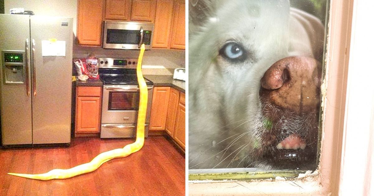 24 Divertidos encontros que as pessoas tiveram ao chegar em casa