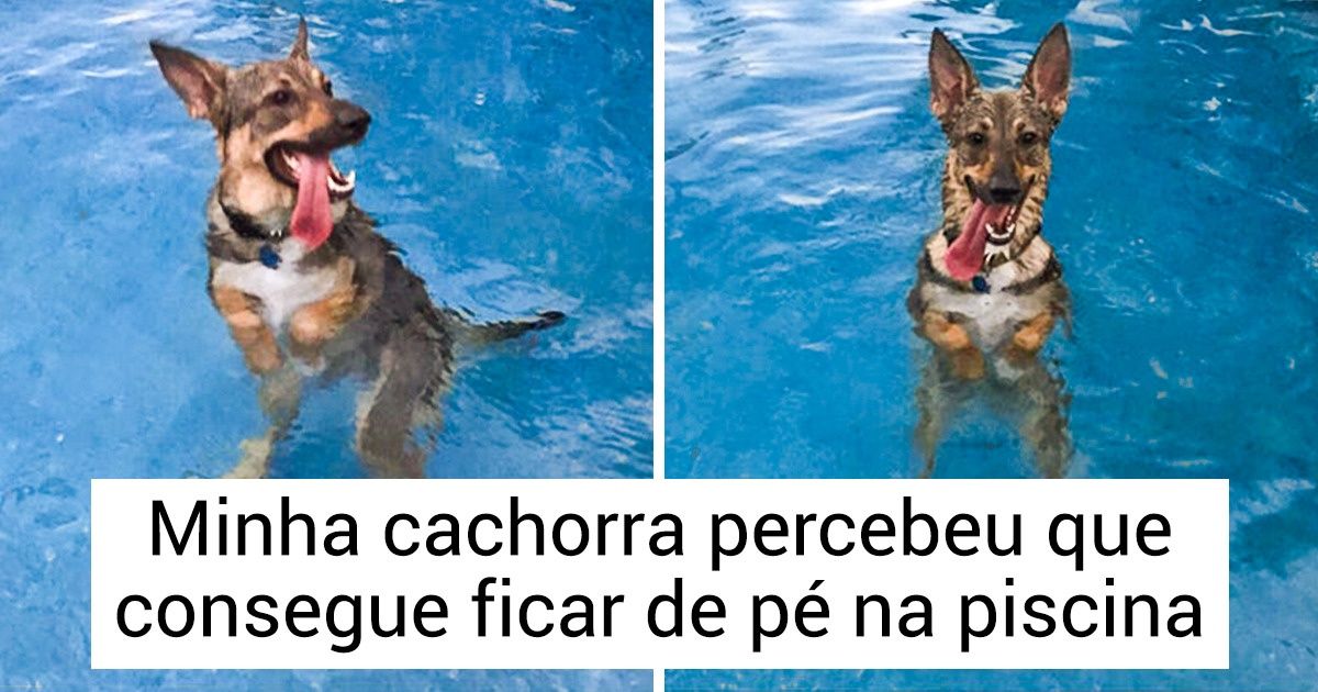 20 Cachorros que merecem uma coçada na barriga por serem tão incríveis